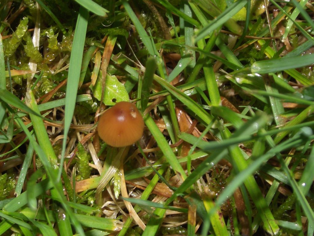 Langstieliges Samthäubchen - Blick von oben. Das Langstielige Samthäubchen wächst meist außerhalb von Wäldern zwischen gedüngten Gräsern. 